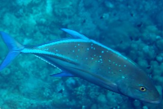 Caranx melampygus - Blauflossen Stachelmakrele (Blauflossenmakrele)